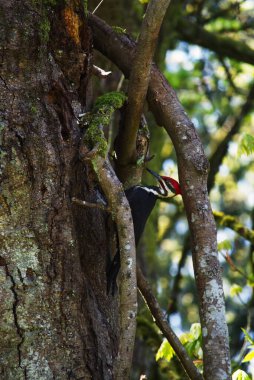 Ağaç gövdesine istiflenmiş ağaçkakan