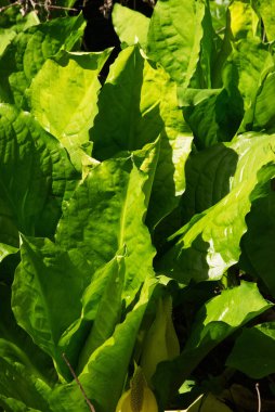 Batılı kokarca lahana yaprakları