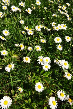 Güneşli bir çayırda papatyalar