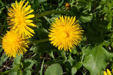 Güneşli karahindiba ya da taraxacum