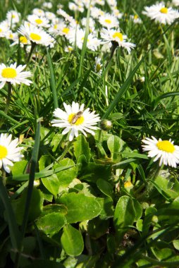 Güneşli bir çayırda papatyalar
