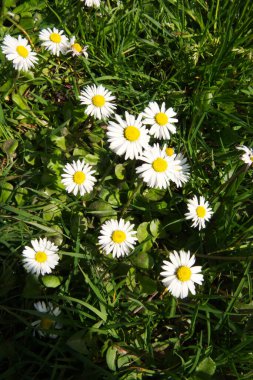 Bir yığın güneşli papatya