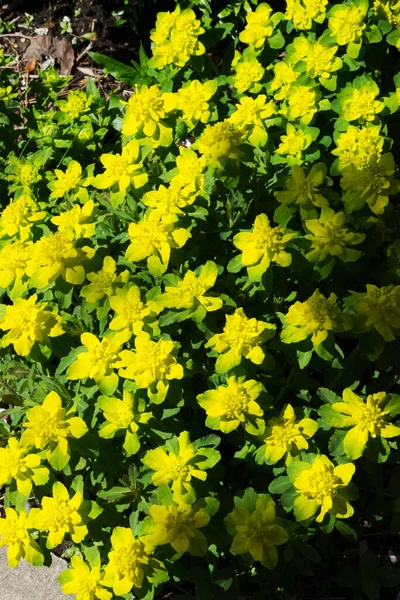 Yastık spurge (Euphorbia epithymoides)