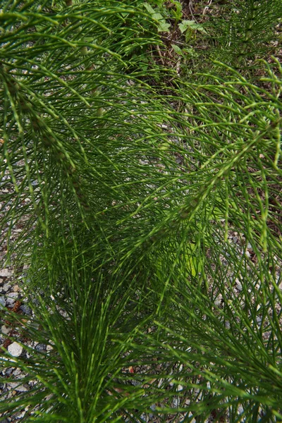 At kuyruğu ya da eşkenar dörtgen. 