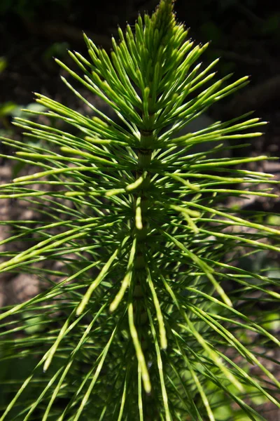 Güneşli at kuyruğu veya eşkenar dörtlüye yakın çekim