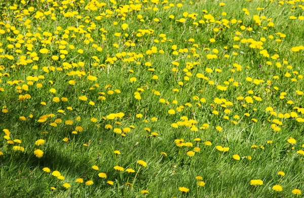 Çiçek açan karahindiba tarlası (taraxacum)