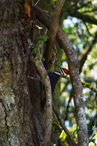 Ağaç gövdesine istiflenmiş ağaçkakan