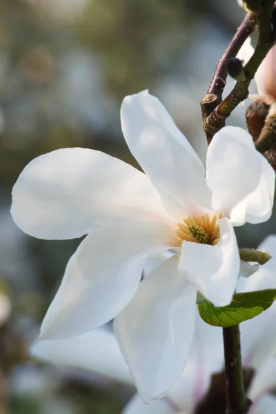 Manolya çiçeğinin güneş ışığı altında yakın çekimi