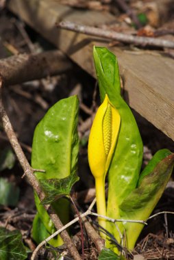 Batılı kokarca lahanası çiçeği sulak alanlarda