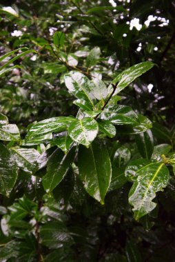 ıslak kiraz defne, yaygın defne, veya İngiliz defne yaprakları (Prunus laurocerasus)