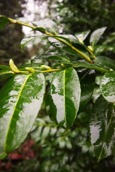 ıslak kiraz defne, yaygın defne, veya İngiliz defne yaprakları (Prunus laurocerasus)