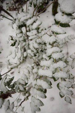 Cüce Oregon üzümü üzerindeki kar, Cascade barberry, Cascade Oregon üzümü, veya donuk Oregon üzümü (Berberis nervosa)