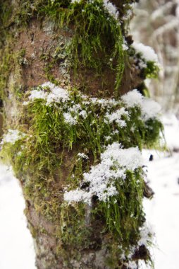 Orman yosunlarında kar