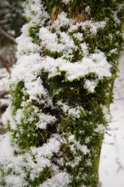 Orman yosunlarında kar