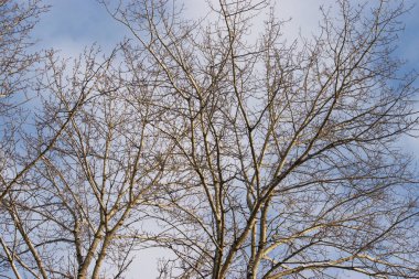 güneşli orman gölgelik dalları