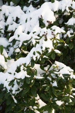 güneş ışığı eşliğinde, rhododendron üzerinde kar