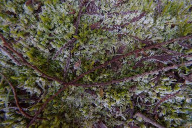 Çimlerde ve yosunlarda don