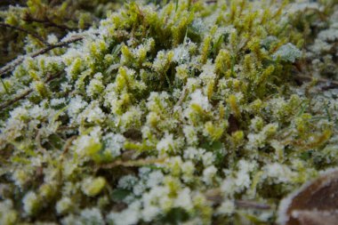 Yosun üzerindeki buza yakın çekim