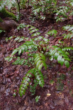 Cüce Oregon-üzümü, Şelale, Şelale Oregon-üzümü veya donuk Oregon-üzümü (Berberis nervosa)