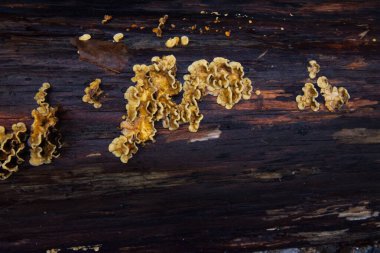 sahte hindi kuyruğu veya altın perde kabuğu (stereum ostrea)