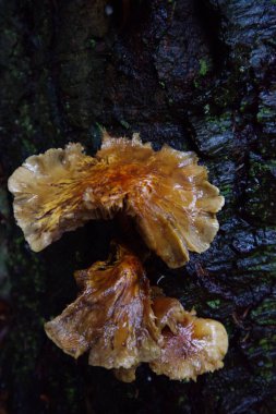 Sülfür Tufanı veya Kümelenmiş Tahtakurusu (Hypholoma fasciculare)