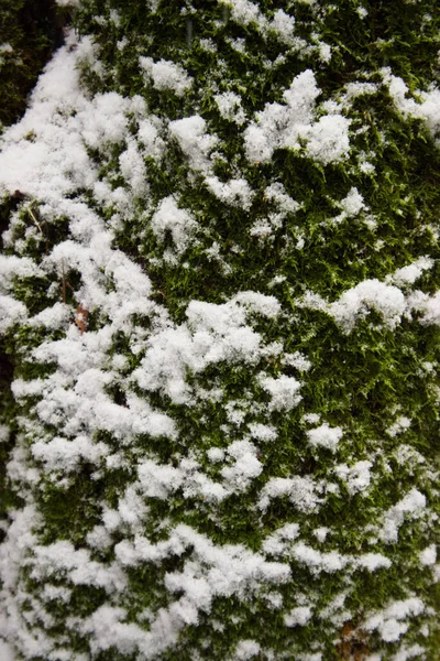 Yosun gövdesinde karın yakın plan görüntüsü