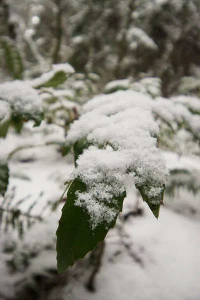 Cüce Oregon üzümü üzerindeki kar, Cascade barberry, Cascade Oregon üzümü, veya donuk Oregon üzümü (Berberis nervosa)