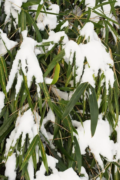 Bambu yaprakları üzerinde kar