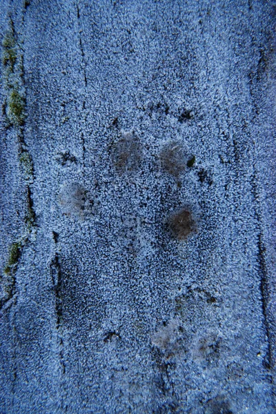 bir günlük üzerinde don içinde pençe izi