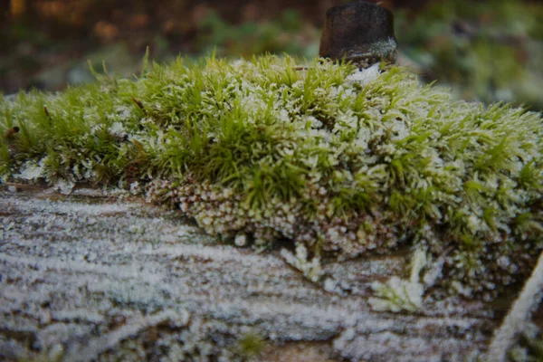 Yosun üzerindeki buza yakın çekim