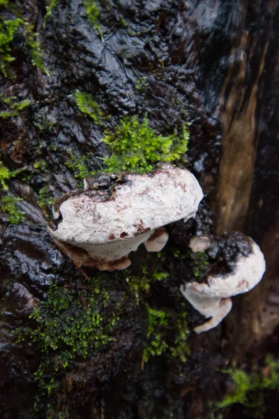 Ochre bantlı Conk (Fomitopsis ochracea)