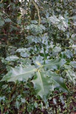 Ilex veya Holly Bush
