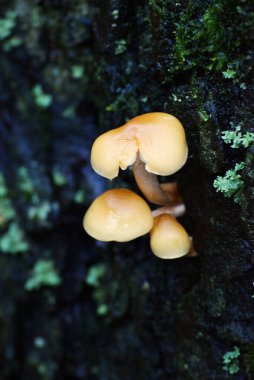 Sülfür Tufanı veya Kümelenmiş Tahtakurusu (Hypholoma fasciculare)