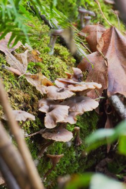 Sülfür Tufanı veya Kümelenmiş Tahtakurusu (Hypholoma fasciculare)