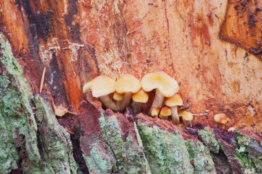Sülfür Tufanı veya Kümelenmiş Tahtakurusu (Hypholoma fasciculare)