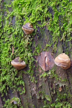 Toynak Mantarı (Fomes fomentarius))