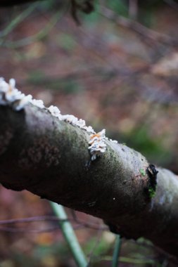 Lachnum mantarı ağaç gövdesi yetiştiriyor.