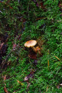 Sülfür Tufanı veya Kümelenmiş Tahtakurusu (Hypholoma fasciculare)
