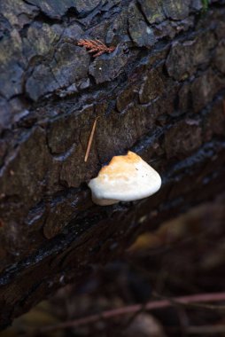 Ochre bantlı Conk (Fomitopsis ochracea)