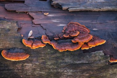 Rusty Gilled çoklu gözeneği (Gloeophyllum sepiaryumu)