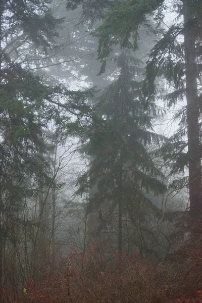 Sisli ağaçlar ve dallar