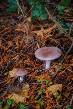 sabun kokulu mantar, sabunlu trikoli, sabunlu şövalye veya sabunlu trikoli (Tricholoma saponaceum))