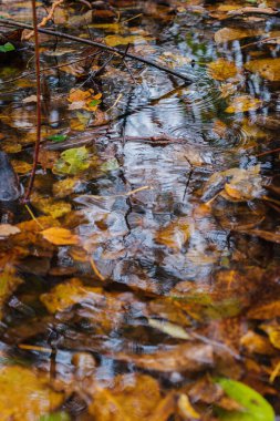 su altında düşen sonbahar yaprakları