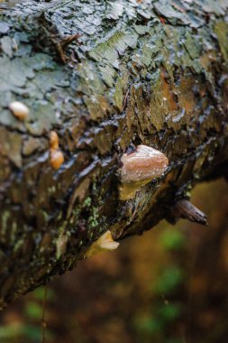 Ochre bantlı Conk (Fomitopsis ochracea)
