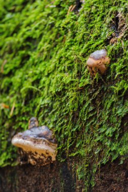 Ochre bantlı Conk (Fomitopsis ochracea)