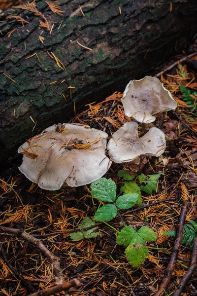 sabun kokulu mantar, sabunlu trikoli, sabunlu şövalye veya sabunlu trikoli (Tricholoma saponaceum))