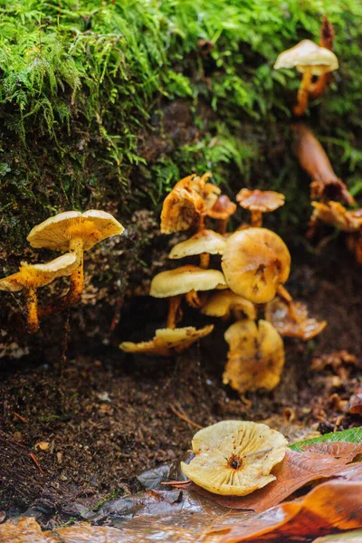 Sülfür Tufanı veya Kümelenmiş Tahtakurusu (Hypholoma fasciculare)