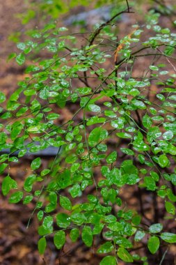 ıslak kırmızı huckleberry yaprakları (Aşı parvifolium)