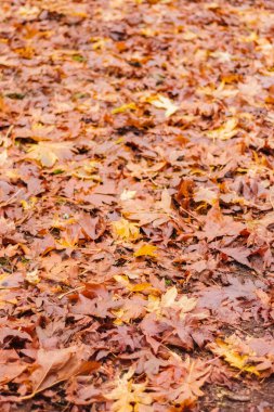 Yere düşen sonbahar yaprakları