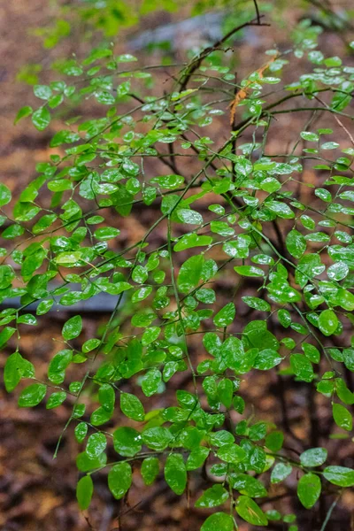 ıslak kırmızı huckleberry yaprakları (Aşı parvifolium)